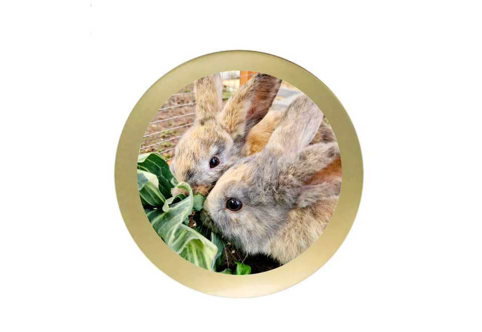 Fußball Pokal 3940 - 20,2 cm / Altgold